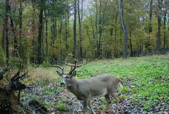 **Reduced **Home on 41 Wooded Acres with Great Deer Hunting